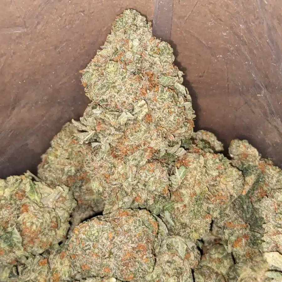 King Tut 1 I King Tut