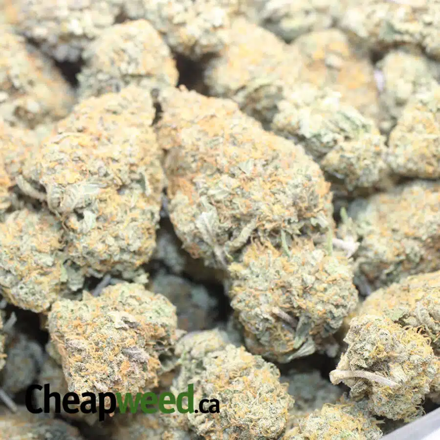 ORANGE RANGIE 1 I $ 63 - Orange Tangie