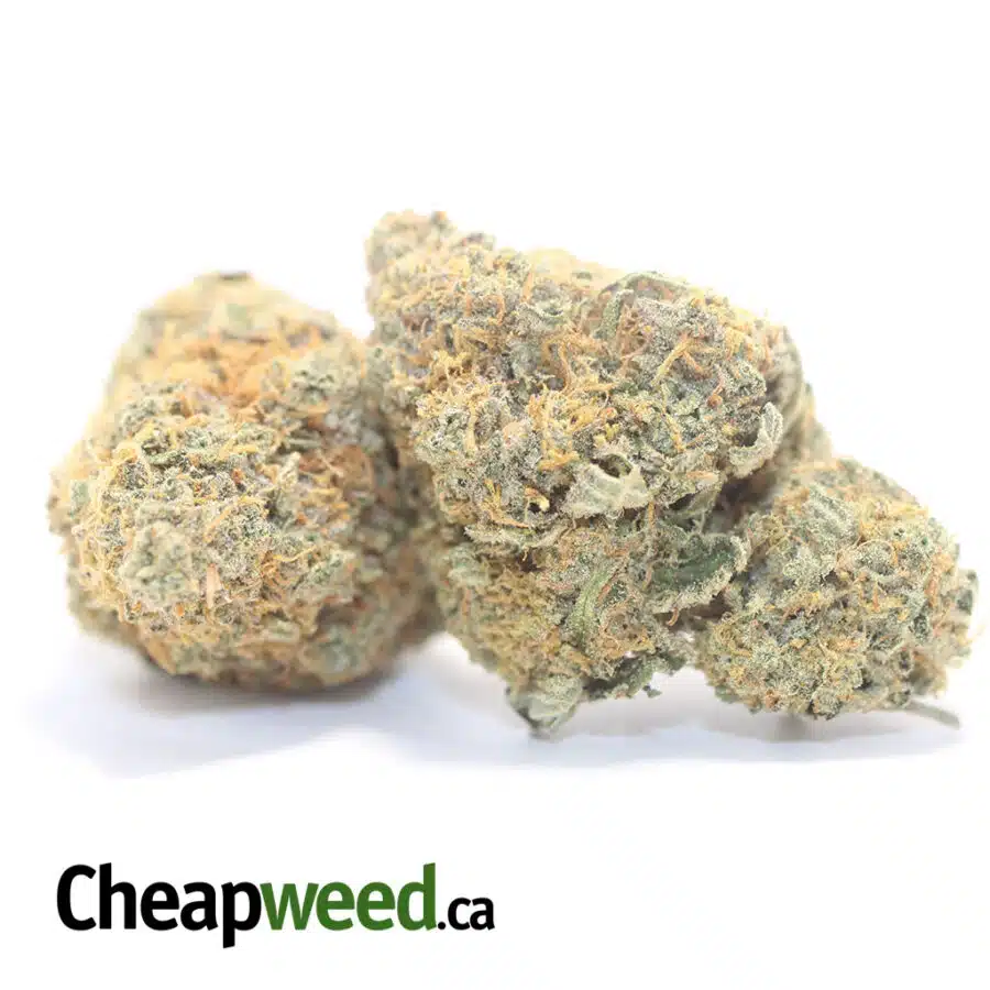 Alternative view of $ 63 - Orange Tangie