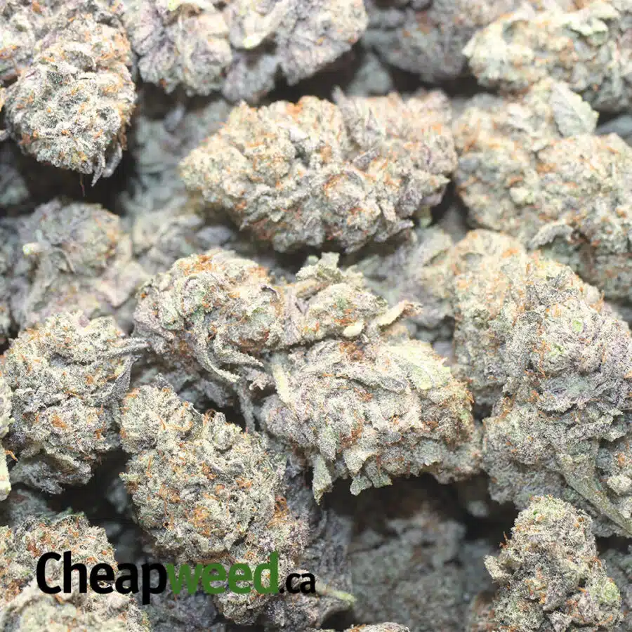 P ICE W 1 I Purple Icewreck