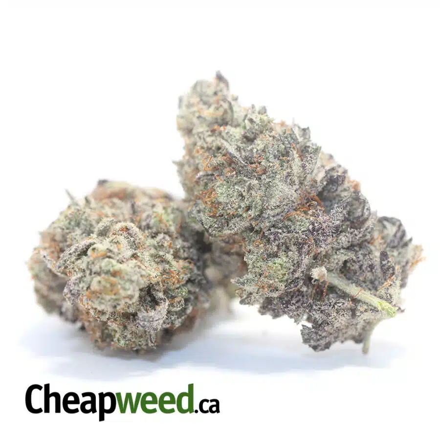 P ICE W 3 I Purple Icewreck