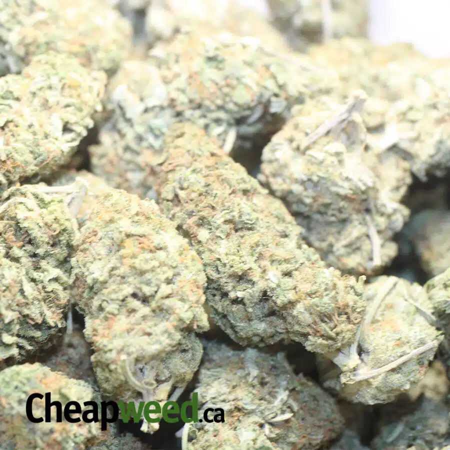 S CANE DOD 1 I Sugar Cane - *Deal Of The Day*