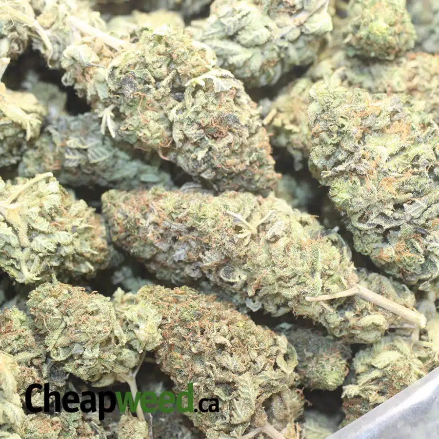 S SHACK DOD 1 I Sugar Shack - *Deal Of The Day*
