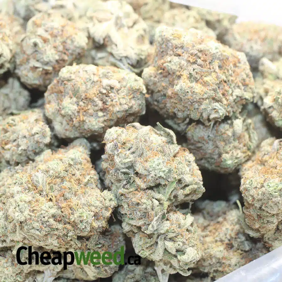 SSURFER 1 I $ 66 Oz - Silver Surfer