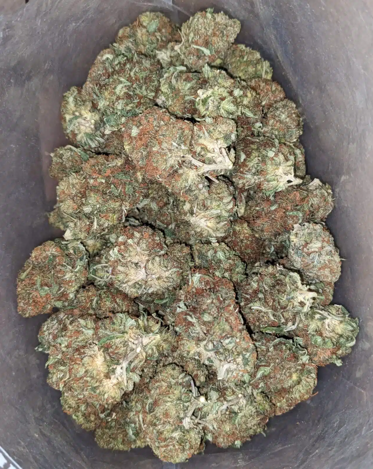 Scrappy Bubba - Image 5