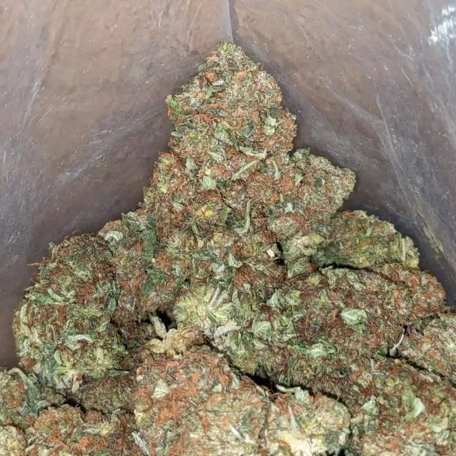Alternative view of Scrappy Bubba