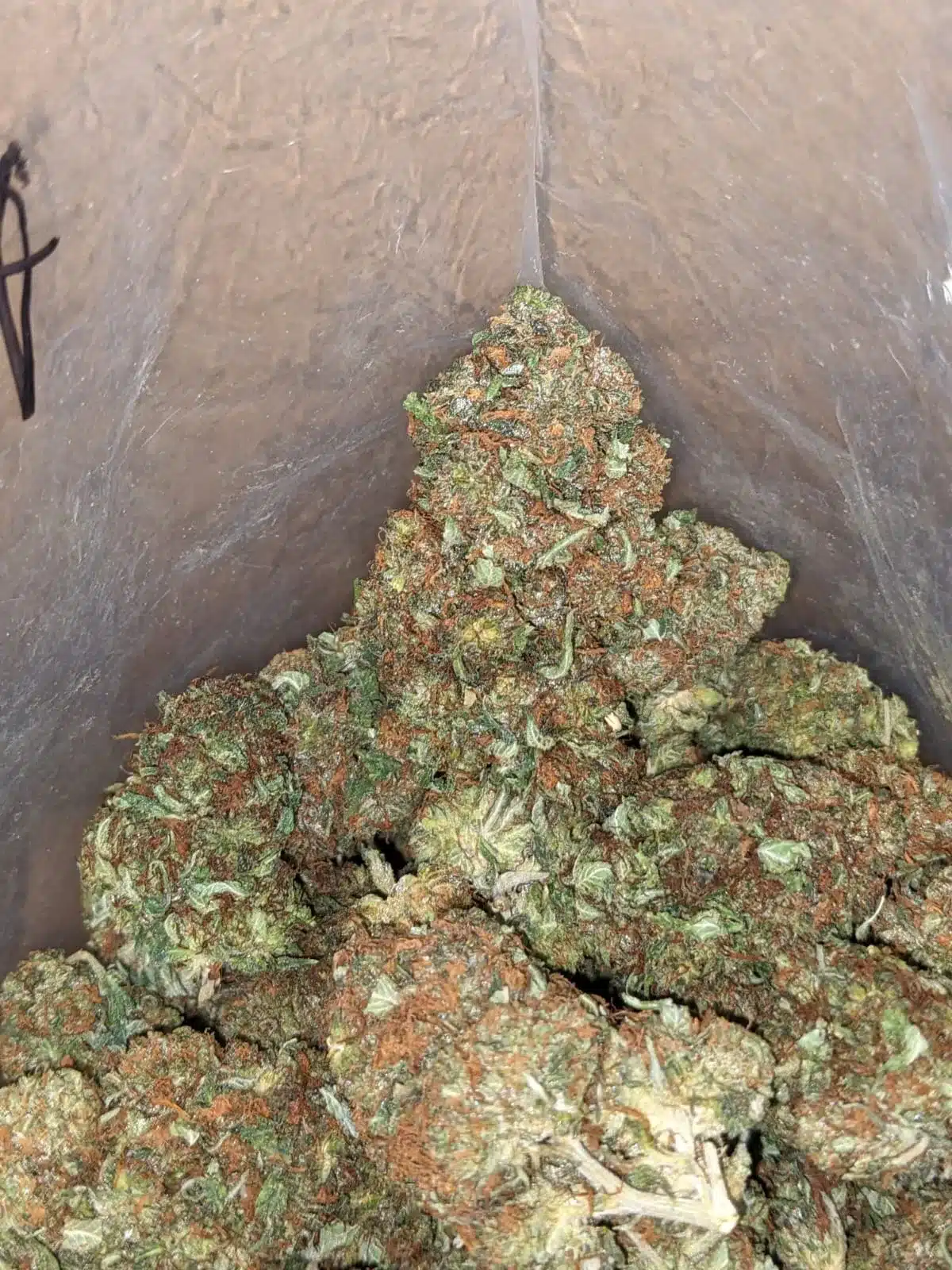 Scrappy Bubba - Image 7