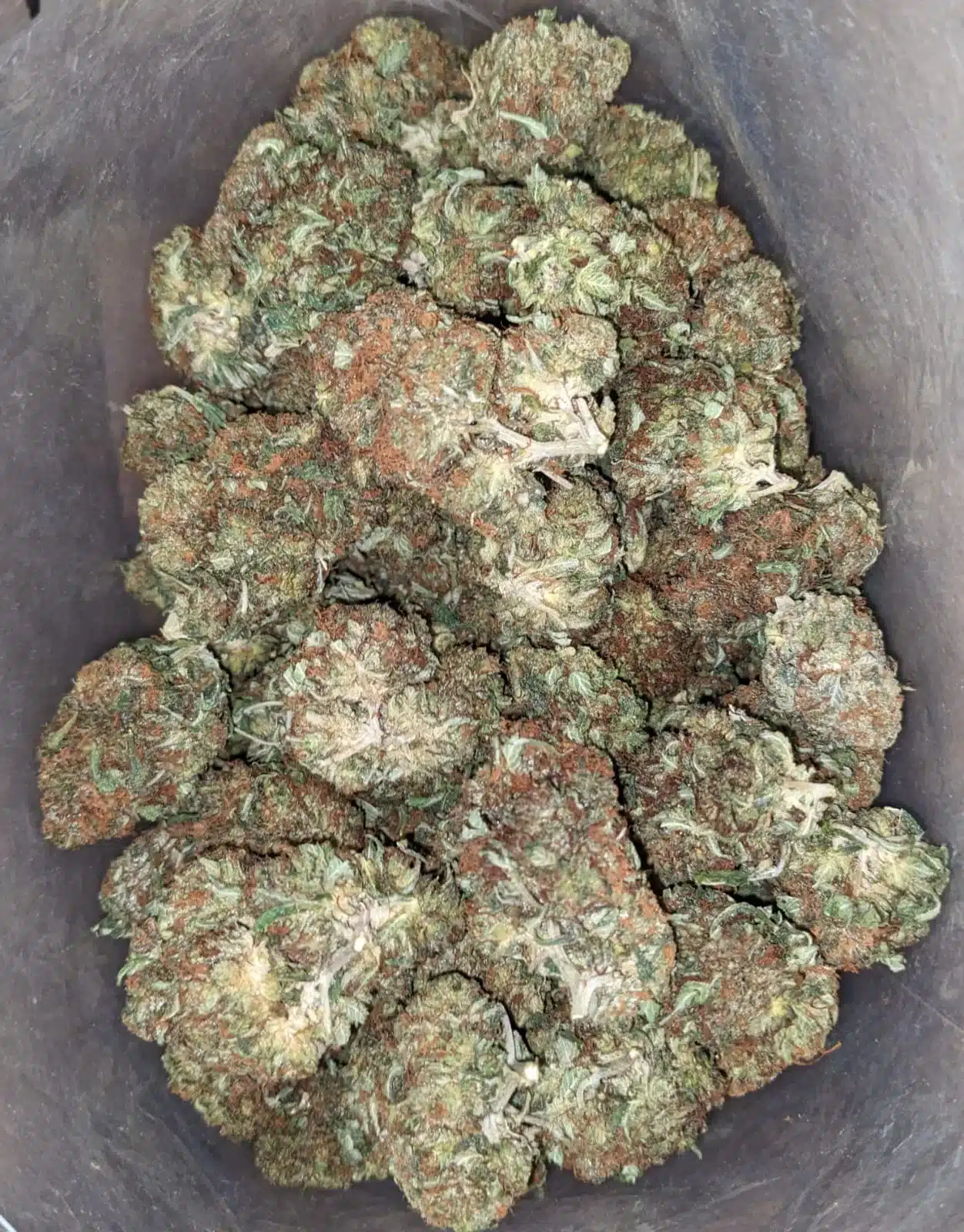 Scrappy Bubba - Image 6