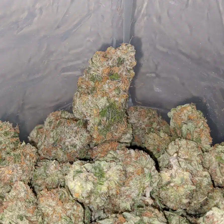 Alternative view of Hawaiian Mayan Gold