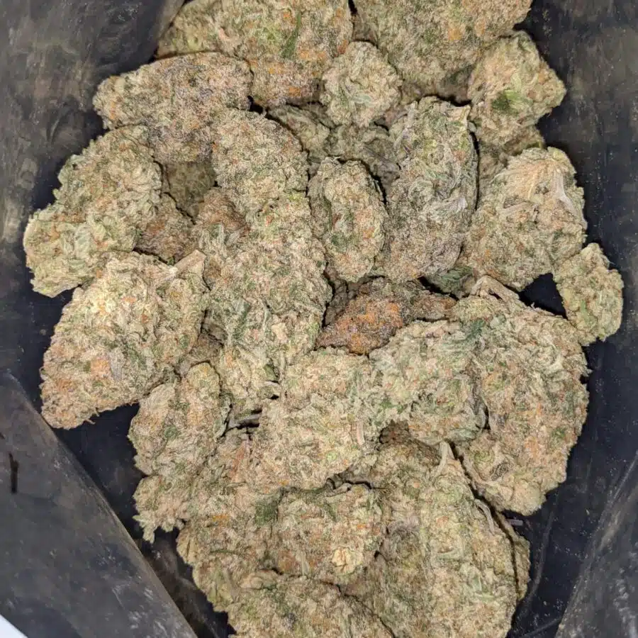 WhatsApp Image 2024 02 16 at 1.42.51 PM I Sour Diesel