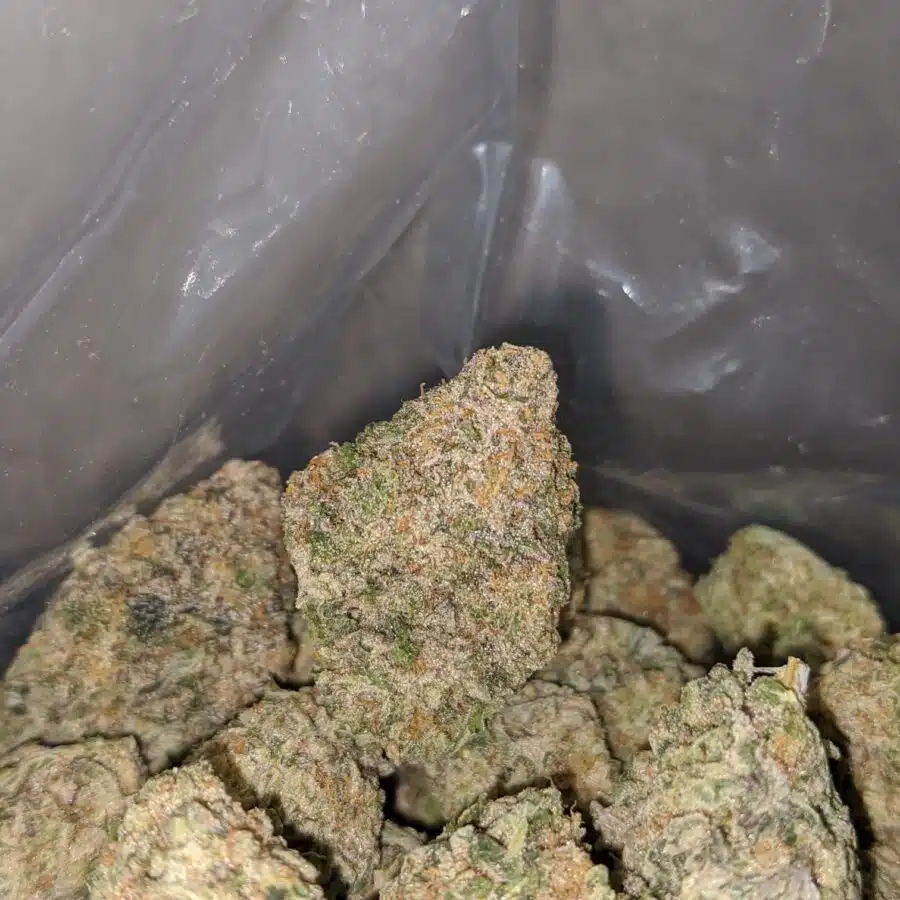 WhatsApp Image 2024 02 16 at 1.42.52 PM 2 I Sour Diesel