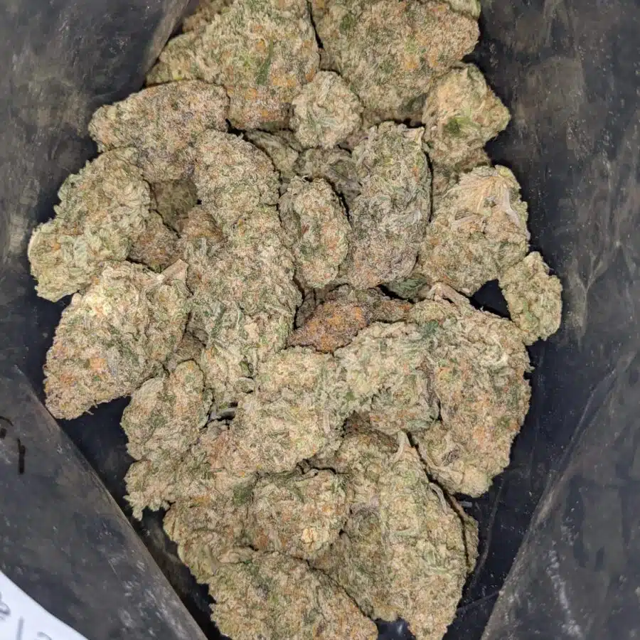 WhatsApp Image 2024 02 16 at 1.42.52 PM I Sour Diesel
