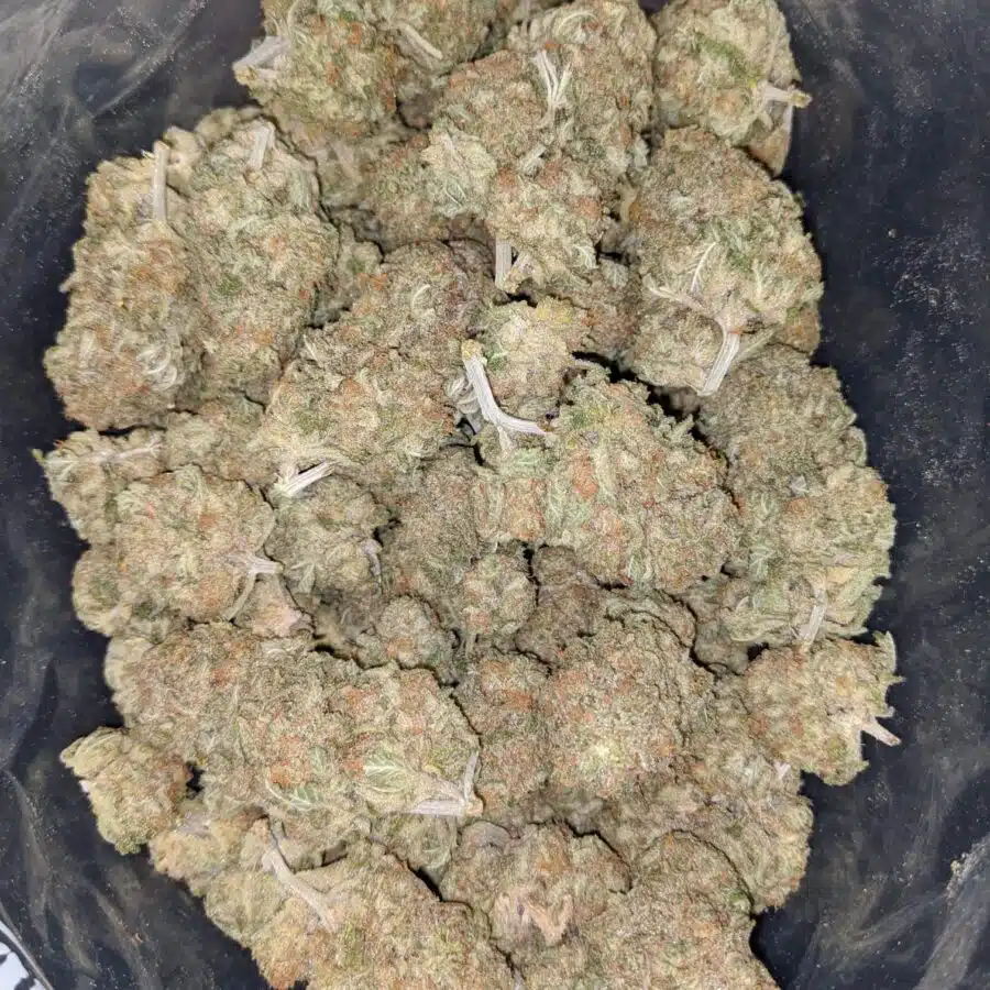 WhatsApp Image 2024 02 16 at 1.43.16 PM 1 I Girl Scout Cookies