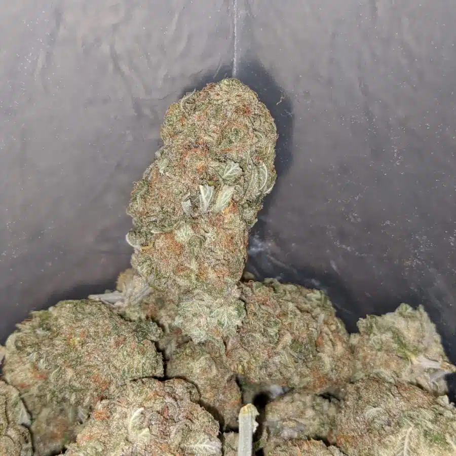 Girl Scout Cookies