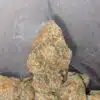 Malawi Gold
