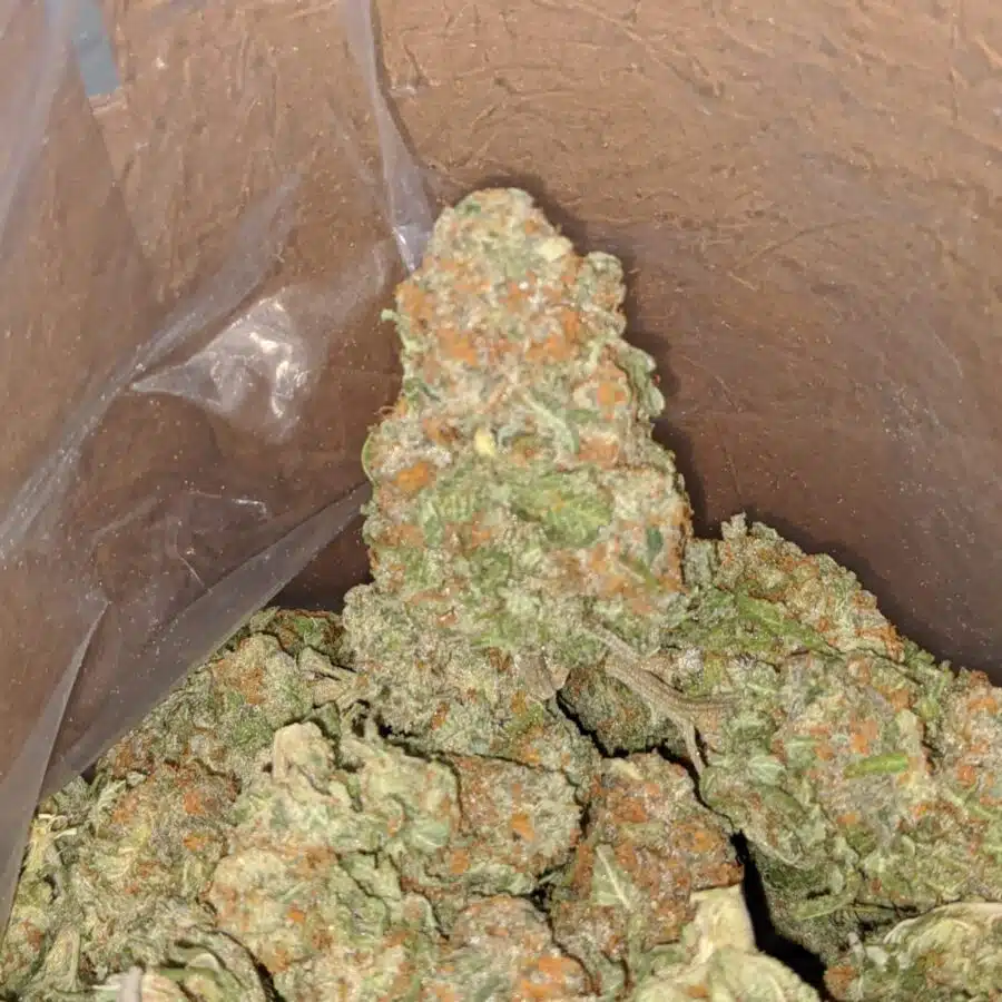 alien cookies 3 2 I Alien Cookies #2