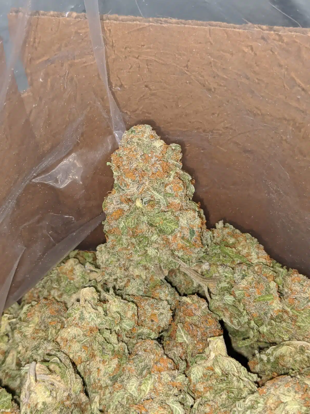 Alien Cookies #2 - Image 6