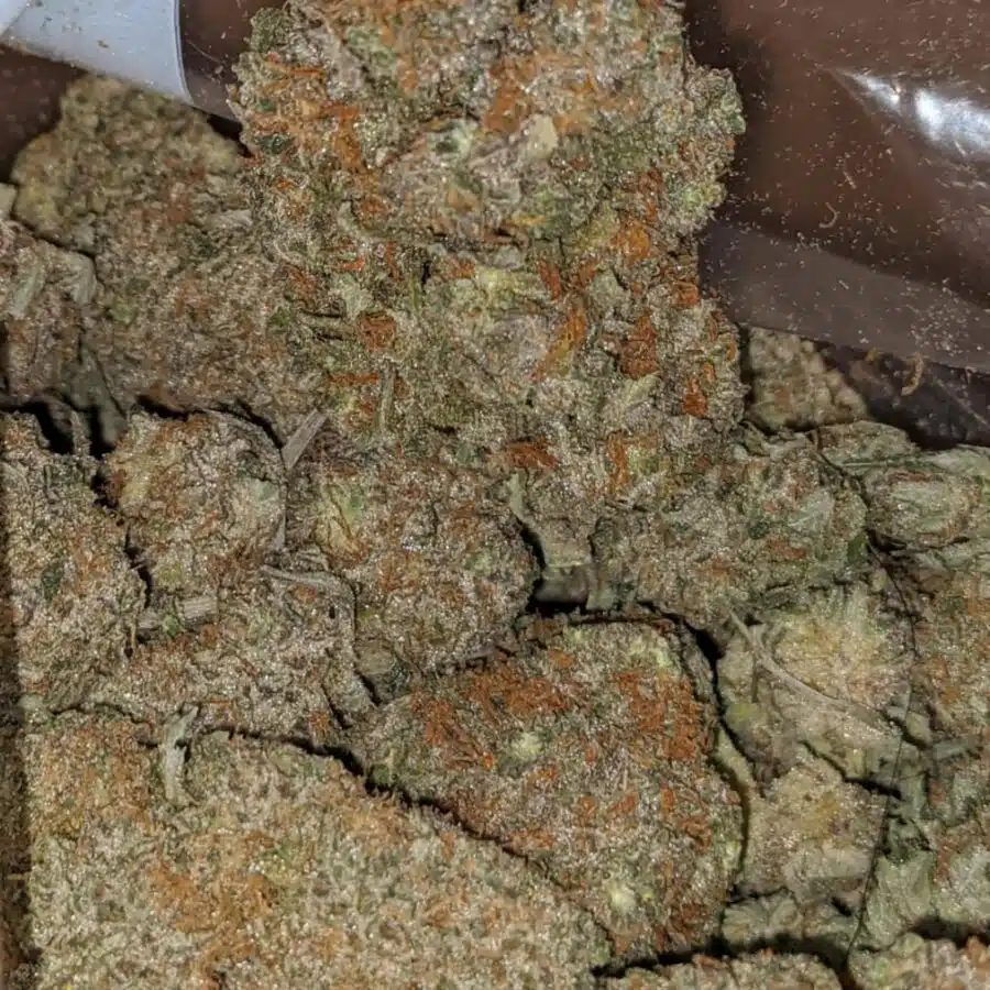 biscotti gelato 3 I Biscotti Gelato