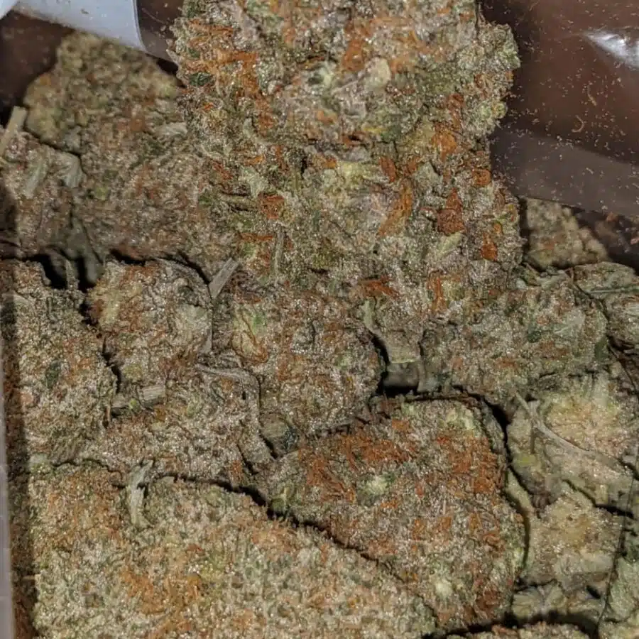 biscotti gelato 4 I Biscotti Gelato