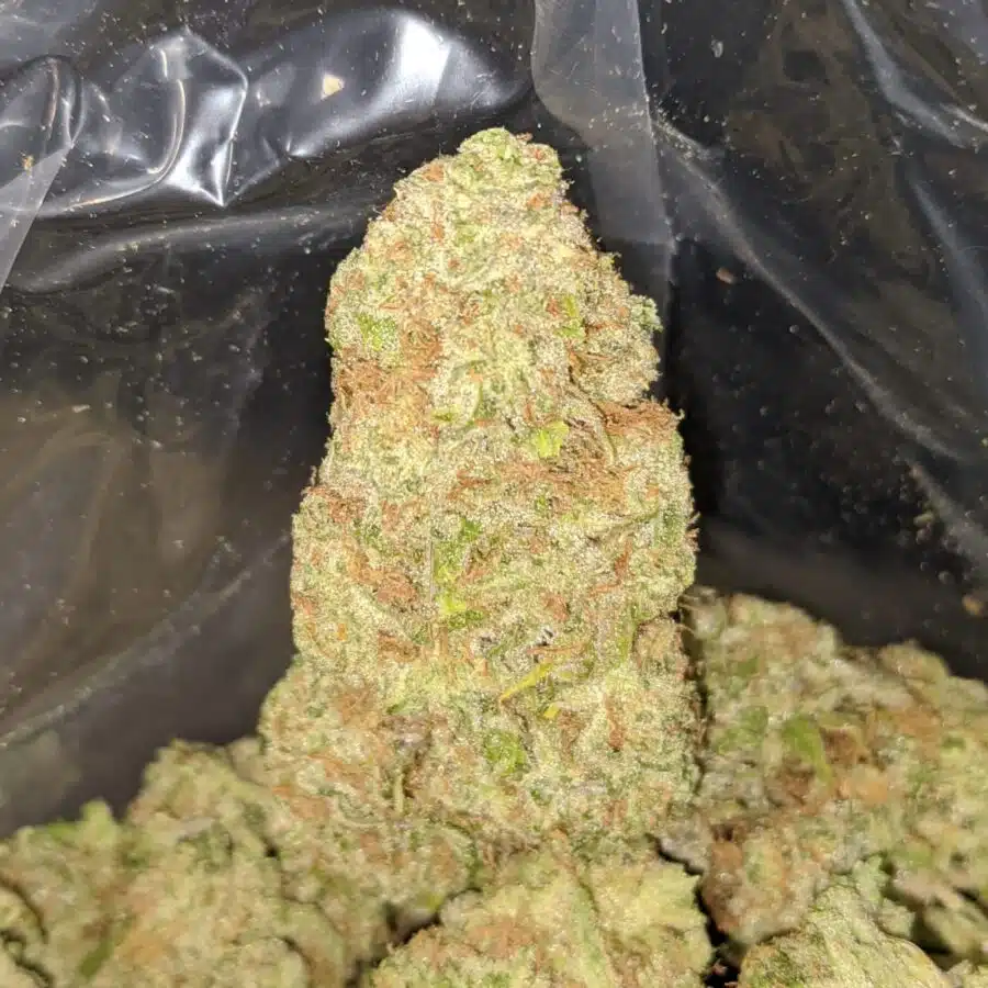 brainstorm haze 4 I Brainstorm Haze