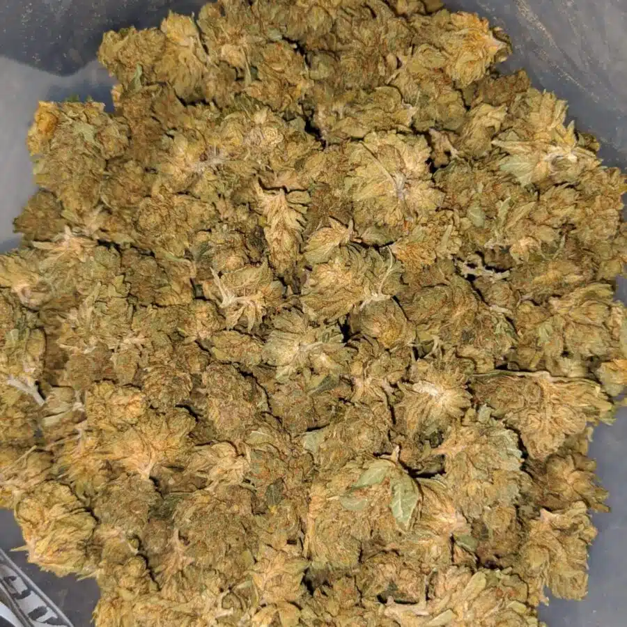 cheap chemo bulk special 1 I $ 33 Oz - Chemo