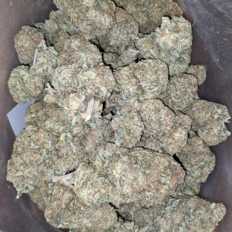 grease monkey deal of the day 1 I Grease Monkey - *Deal Of The Day*