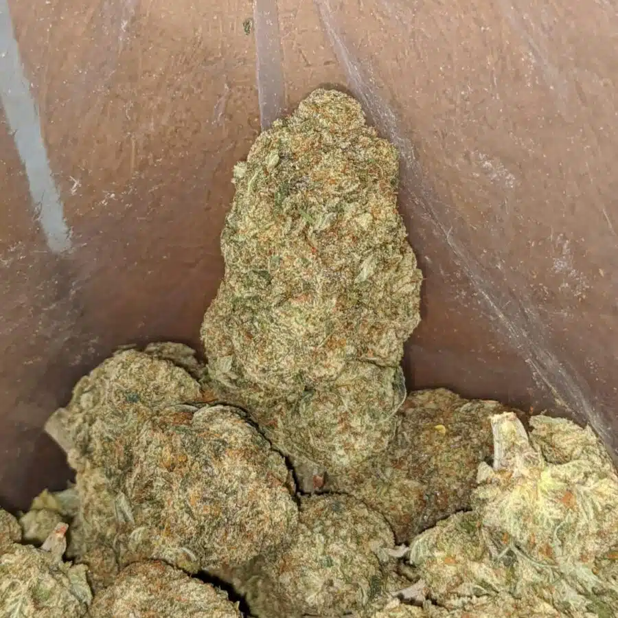 grease monkey deal of the day 3 I Grease Monkey - *Deal Of The Day*
