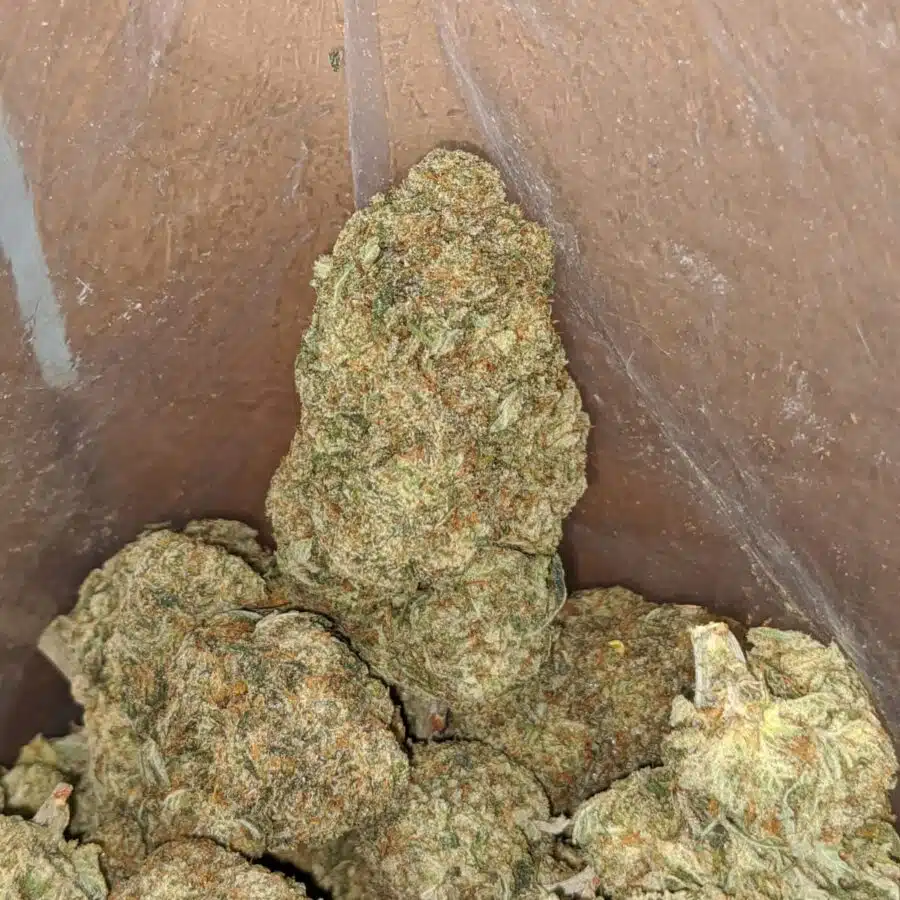 grease monkey deal of the day 4 I Grease Monkey - *Deal Of The Day*