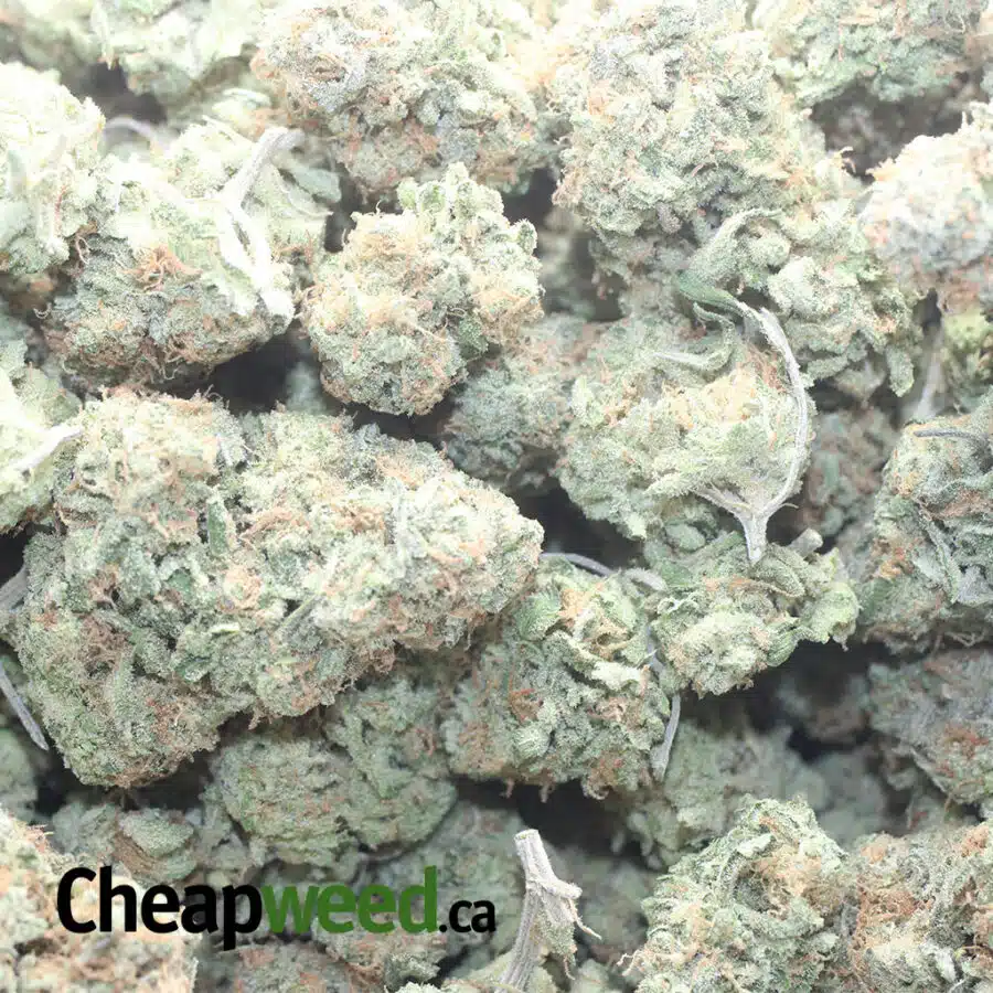 BRAINSTORM HAZE 1 I Brainstorm Haze