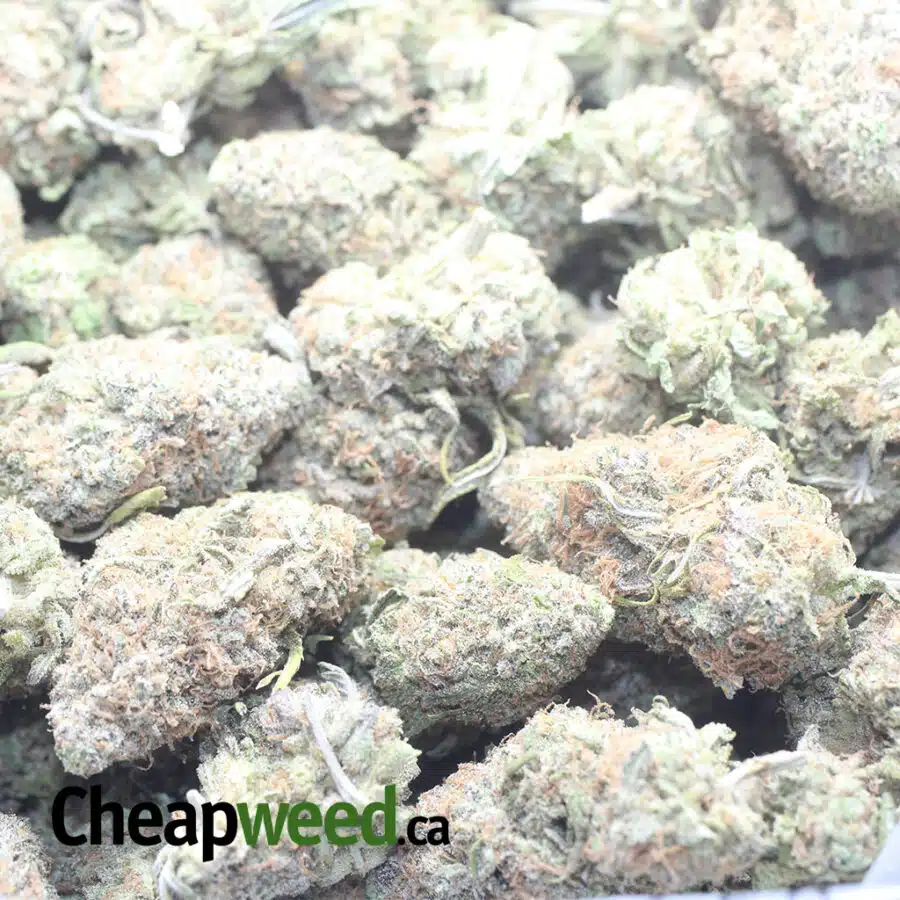 CHERRY BOMB 1 I $ 56 Oz - Cherry Bomb
