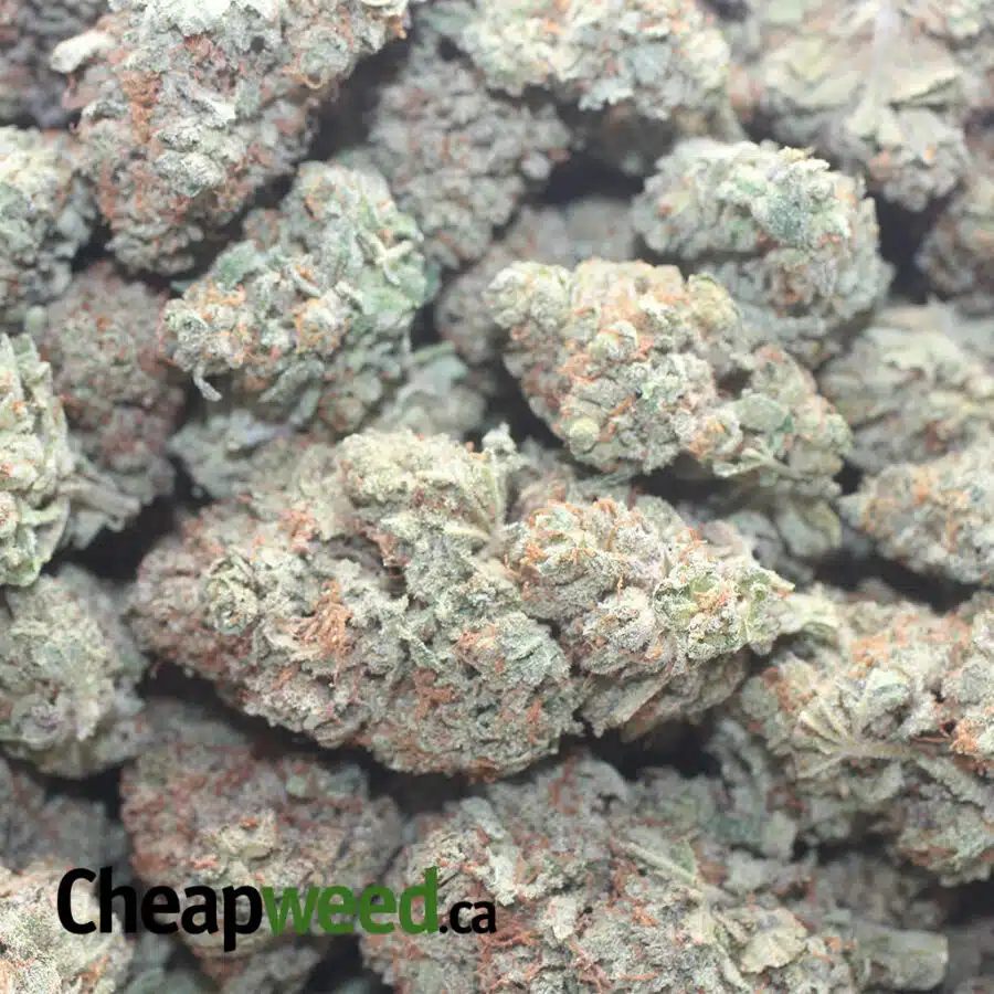 CRITICAL KUSH 1 I $ 53 Oz - Critical Kush