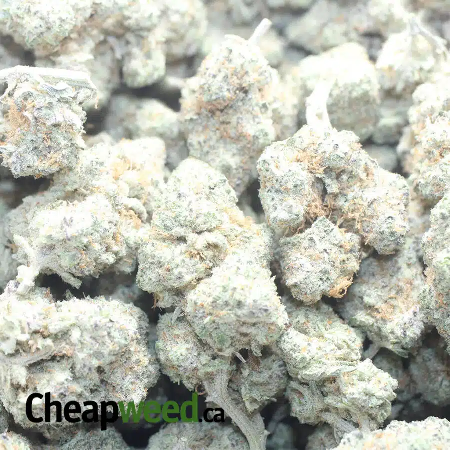 FUNKY CHARMS 1 I $ 60 Oz - Funky Charms