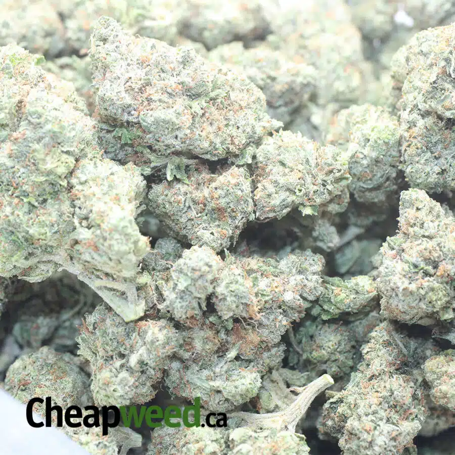 GF PINK KUSH 1 I Greenfarm's Pink Kush