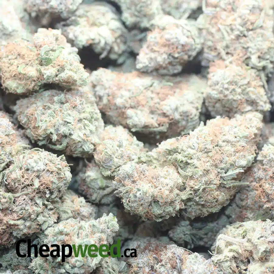 ISLAND PUNCH 1 I $ 56 Oz - Island Punch