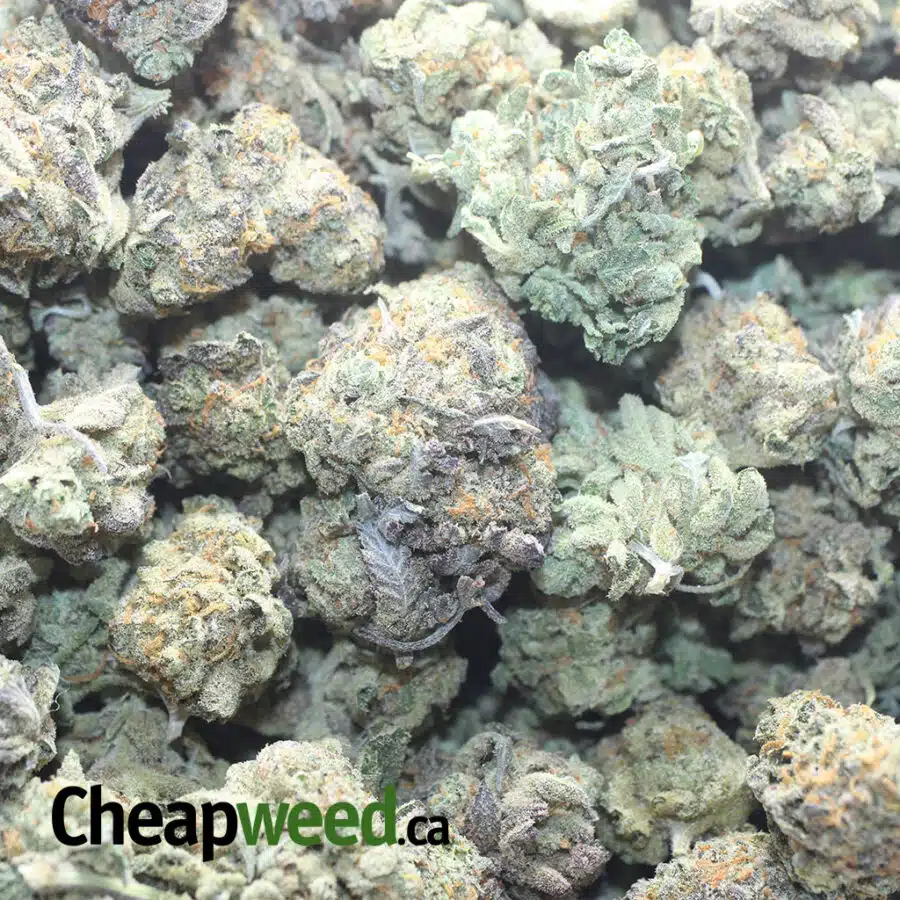 KUSH COOKIES 4 I Kush Cookies
