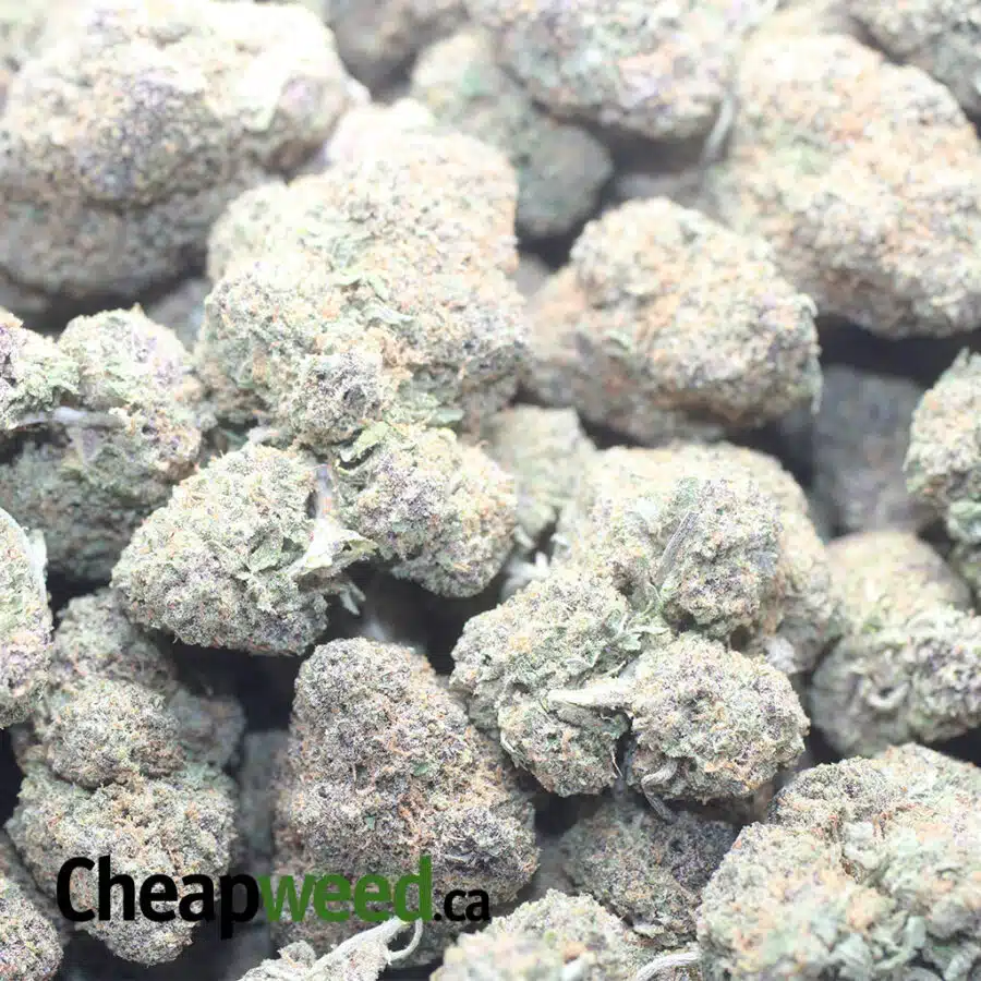 LEMON COOKIES 1 I Lemon Cookies - *Deal of the Day*