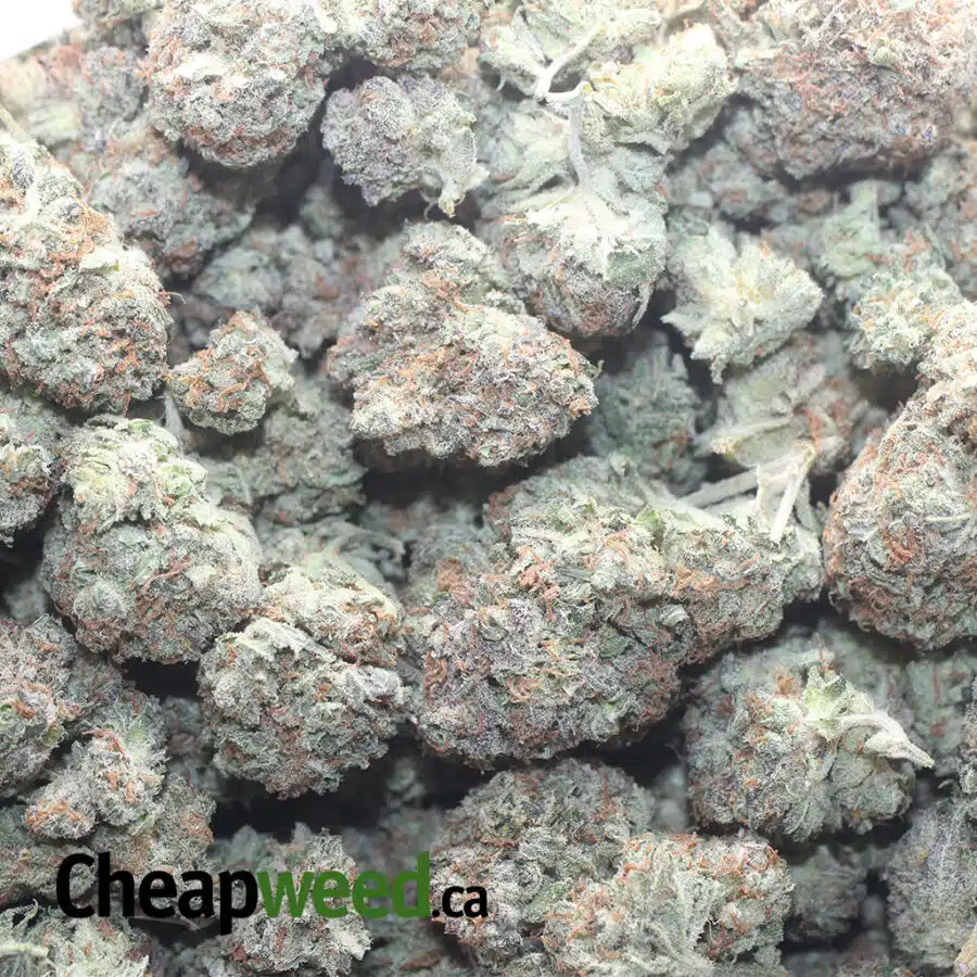 MENDO COOKIES 1 I Mendo Cookies