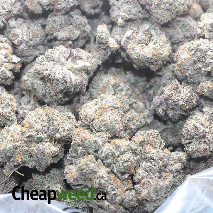 MENDO PURPLE 1 I Mendocino Purps - *Deal Of The Day*