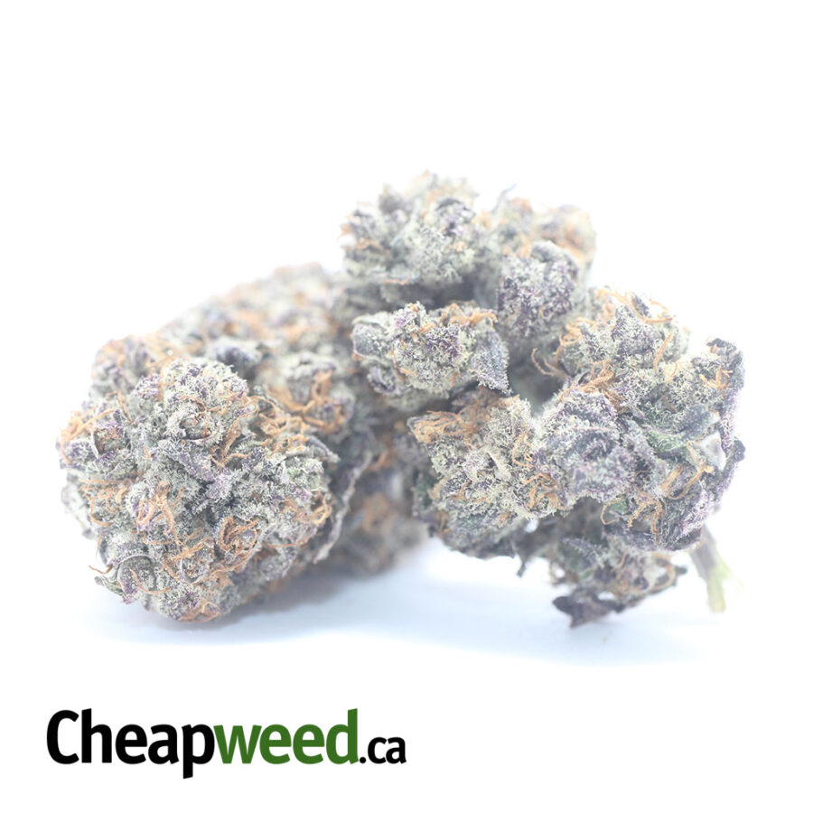 Mendocino Purps - *Deal Of The Day*