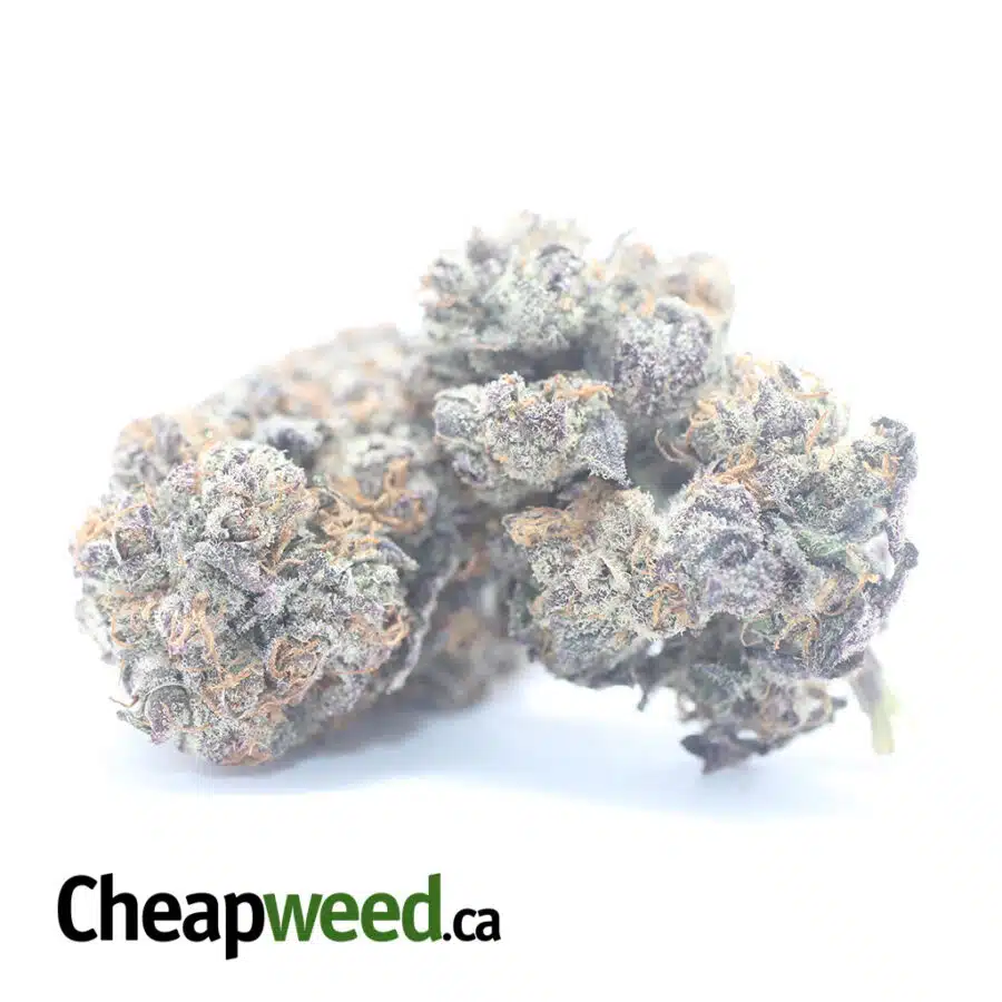 MENDO PURPLE 3 I Mendocino Purps - *Deal Of The Day*