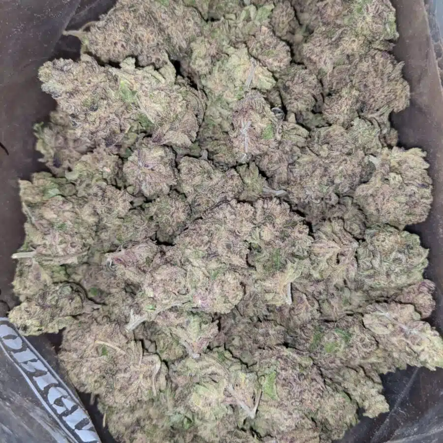 Alternative view of Purple Lemonade