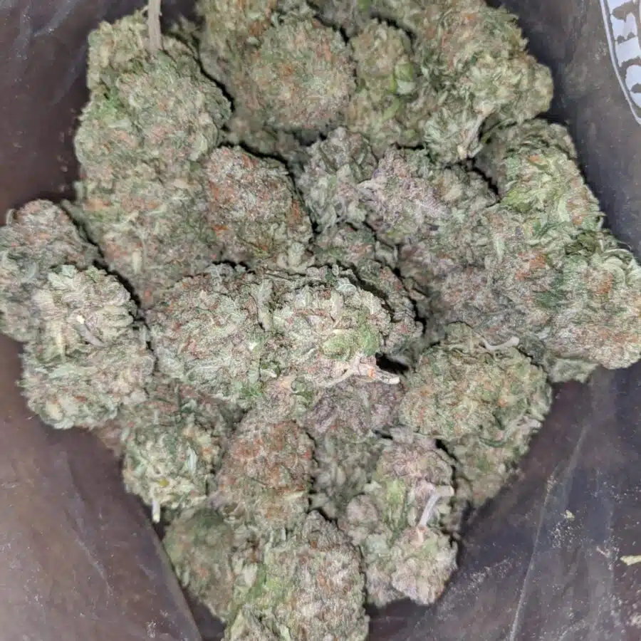 PURPLE NUKEN 1 I Purple Nuken