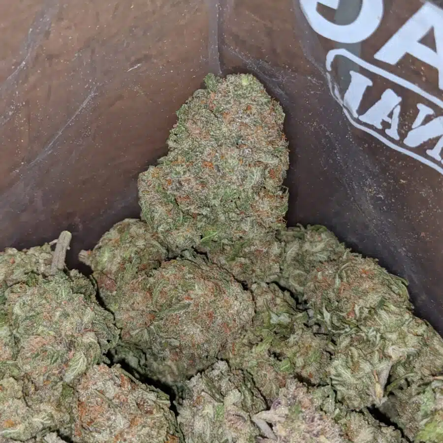 PURPLE NUKEN 3 I Purple Nuken