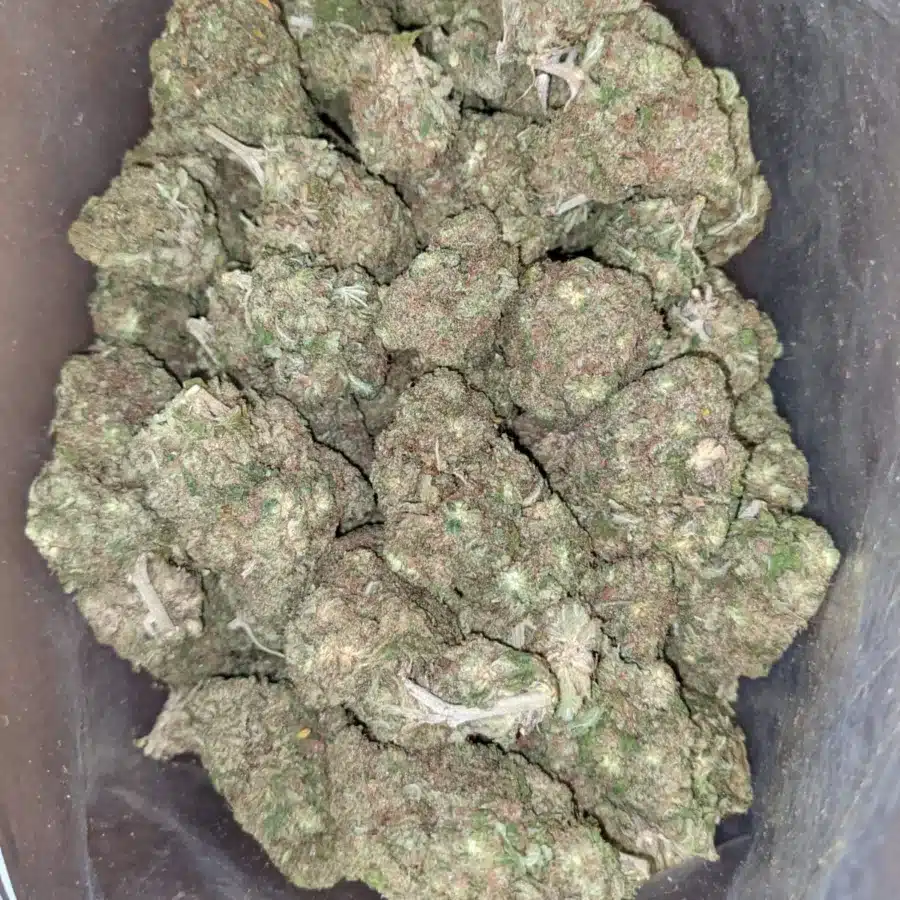 Pineapple 1 I $ 49 Oz - Pineapple