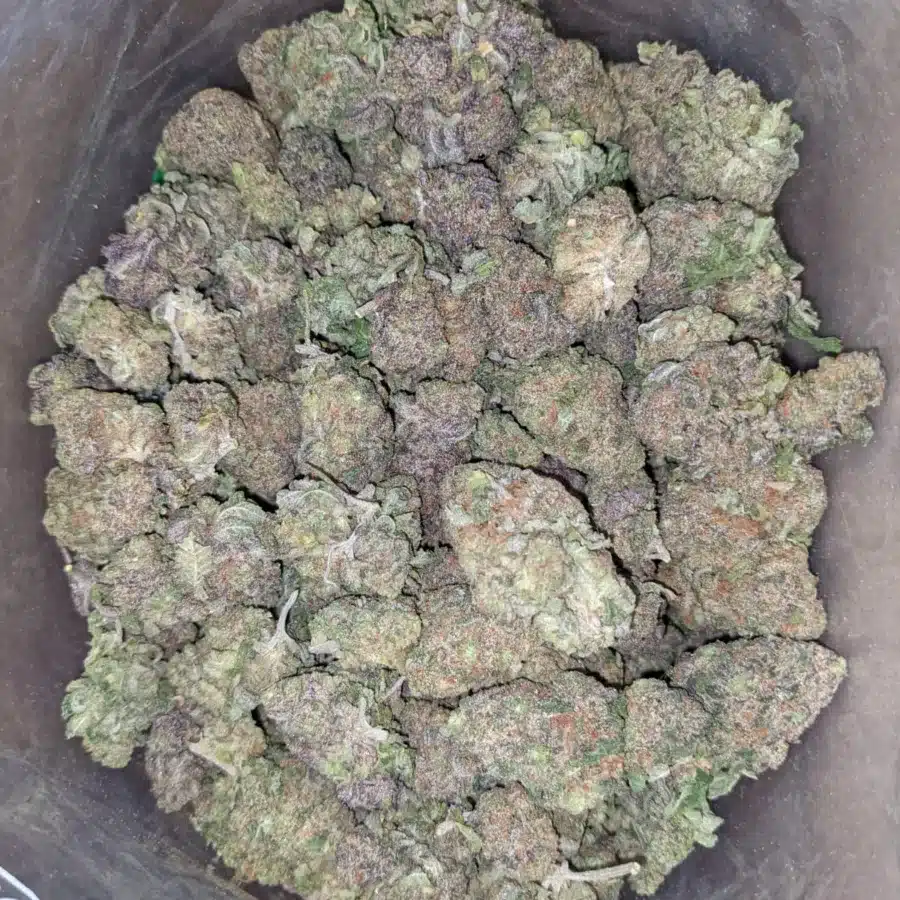 Purple headband 1 I Purple Headband