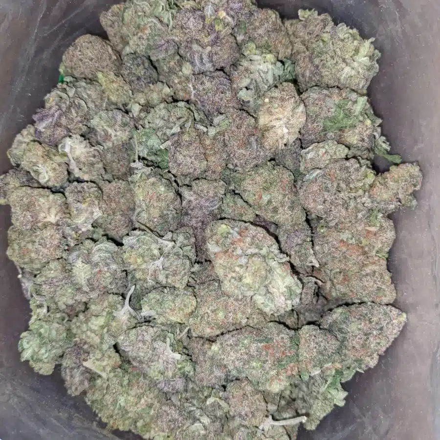 Purple headband 2 I Purple Headband