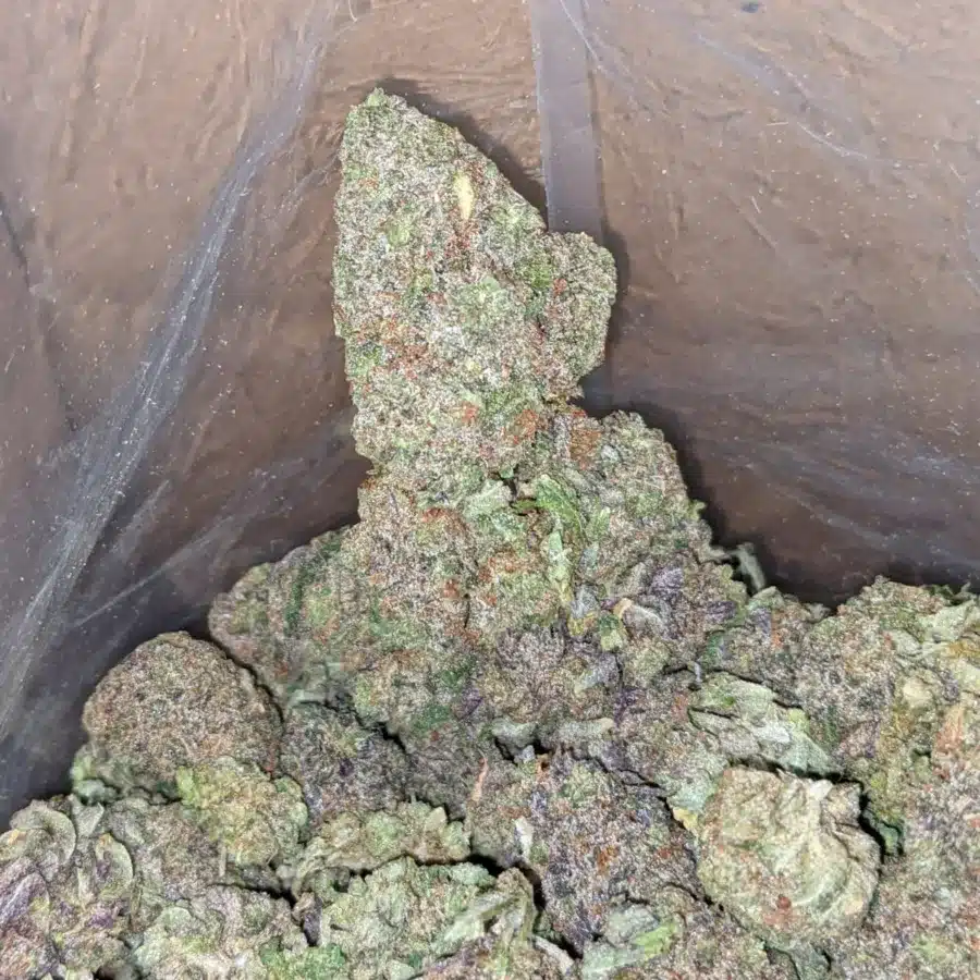Purple headband 3 I Purple Headband