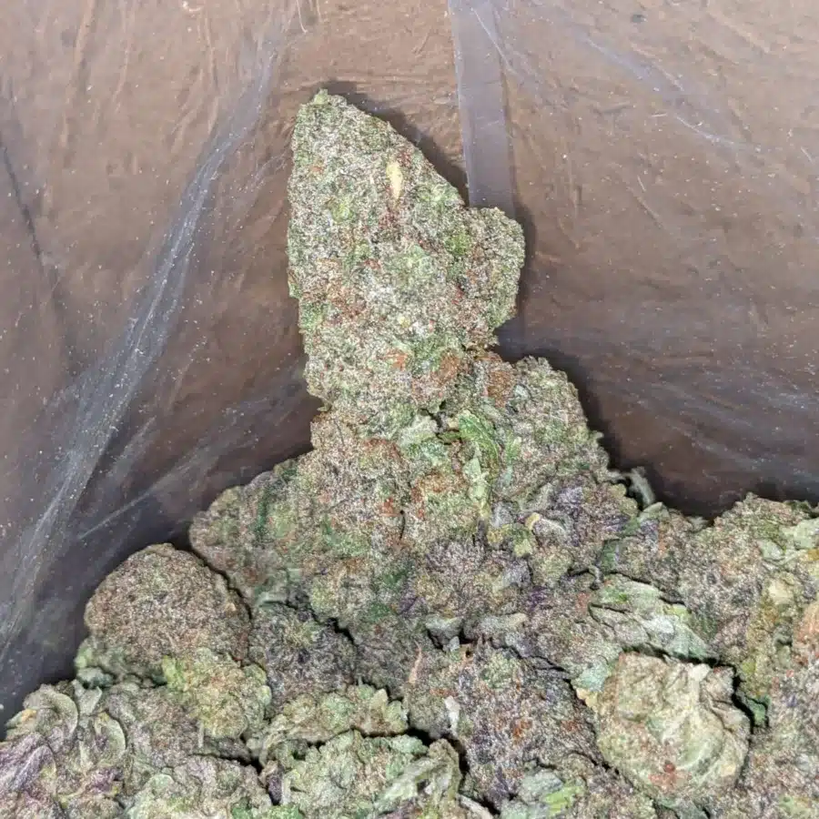 Purple headband 4 I Purple Headband