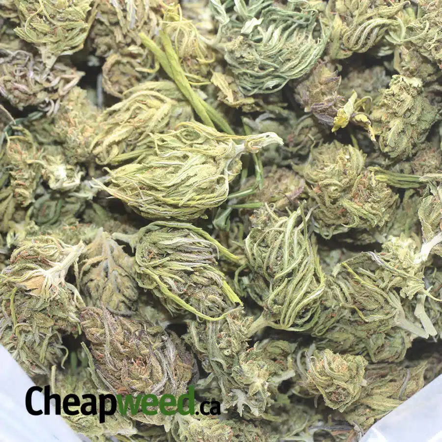 THAI HAZE 1 I $ 32 Oz - Thai Haze