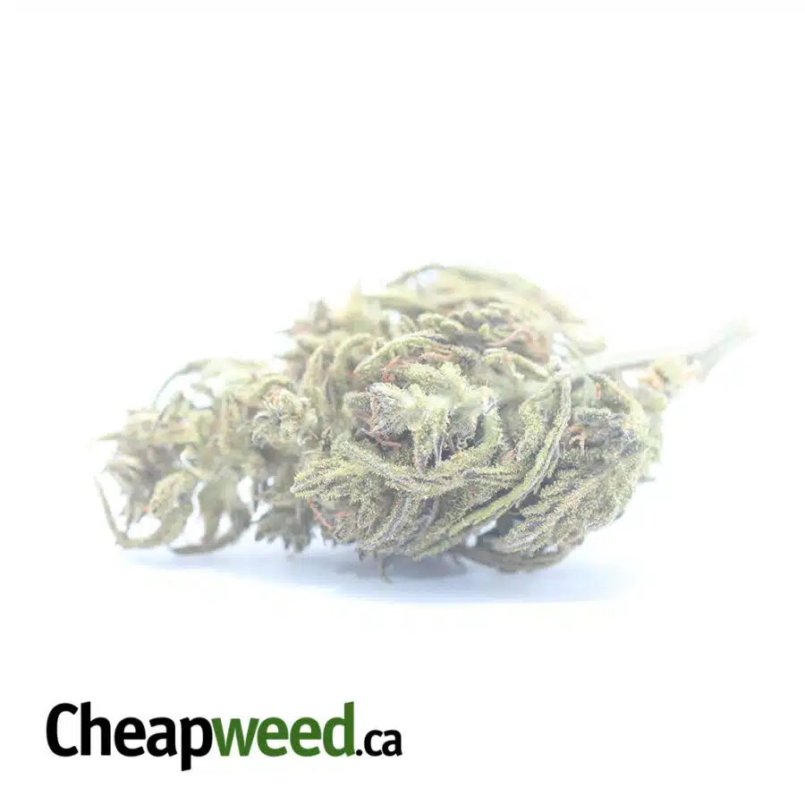 $ 32 Oz - Thai Haze